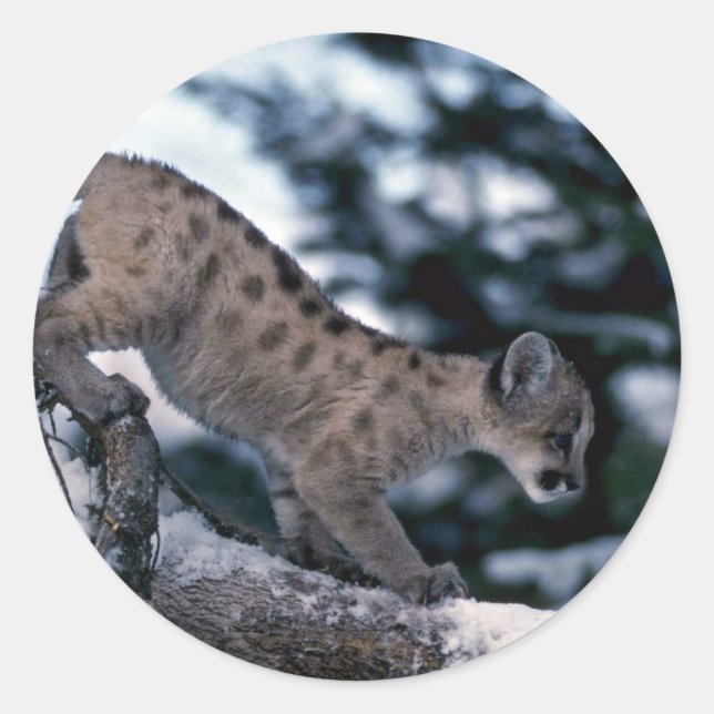 Cougar-young cub in snowy tree classic round sticker (Front)
