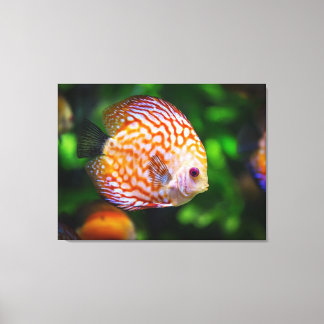 coulerful fish canvas print