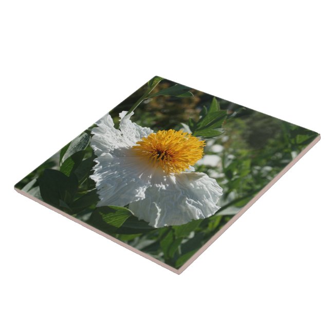 Coulter's Matilija Poppy Tile (Side)