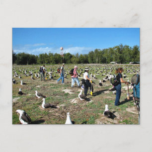 Counting Laysan Albatross Nests Postcard
