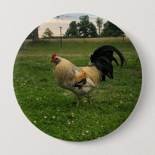 Country Chicken On the Farm Photo 10 Cm Round Badge