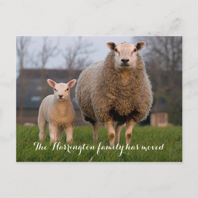 Country Farm Sheep Moving Announcement Postcard (Front)
