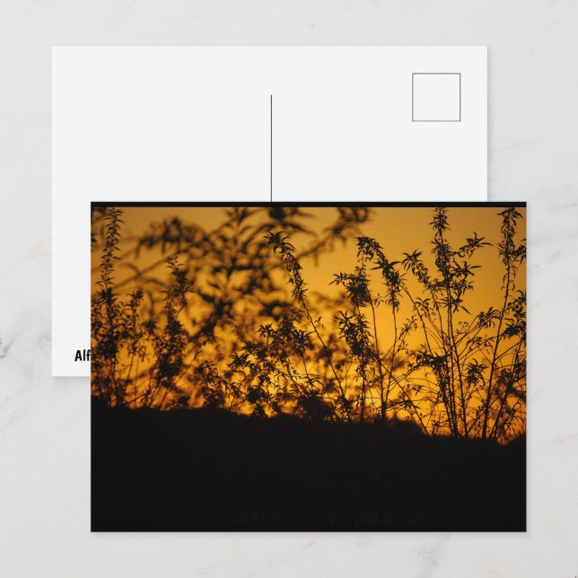 Country Orange Sunset Silhouette Postcard (Front/Back)