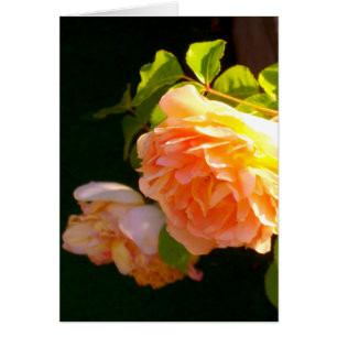 Country Peach Roses