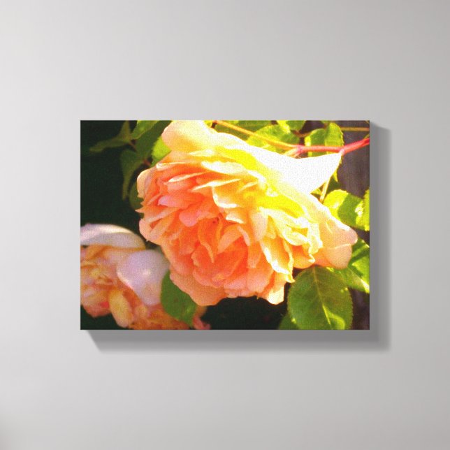 Country Peach Roses Canvas Print (Front)