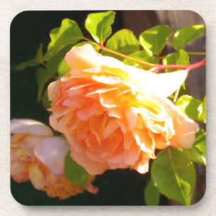 Country Peach Roses Coaster