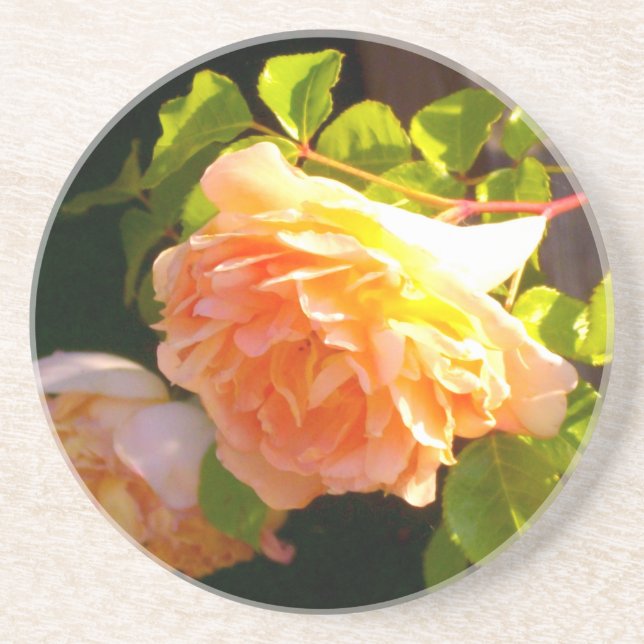 Country Peach Roses Coaster (Front)