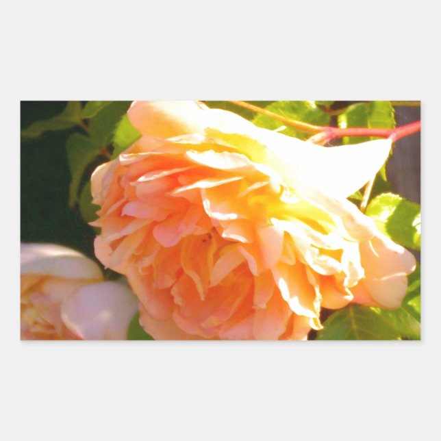 Country Peach Roses Rectangular Sticker (Front)