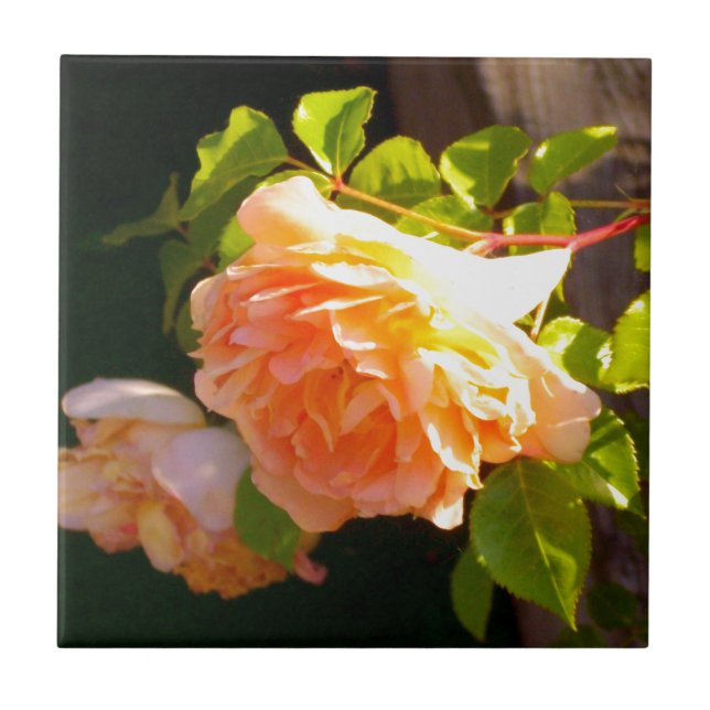 Country Peach Roses Tile (Front)