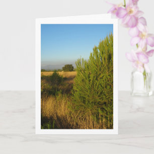 Country Pine Trees Card