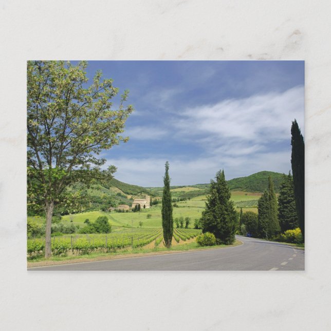 Country road curving between cypress trees in postcard (Front)