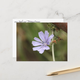 Country Road Flower Postcard