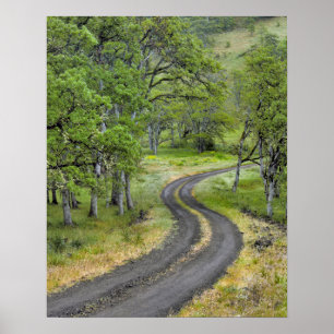 Country road through trees, Oregon Poster