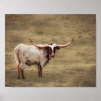 Country Rustic Photography Highland Cow 