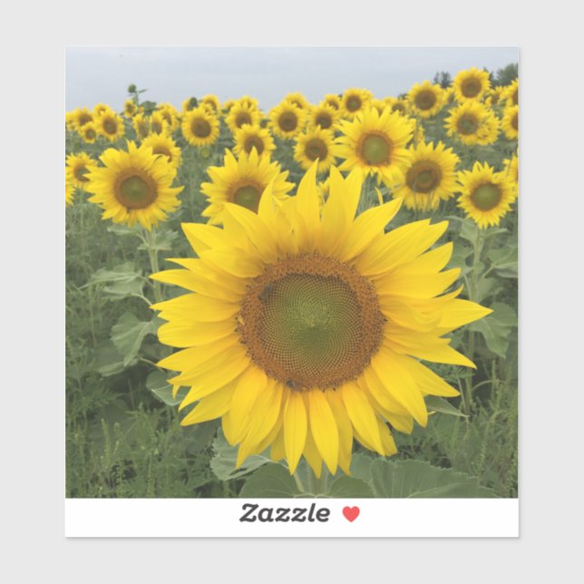 Country Rustic Yellow Sunflowers Harvest (Sheet)