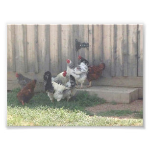 Country Scene Photo Print