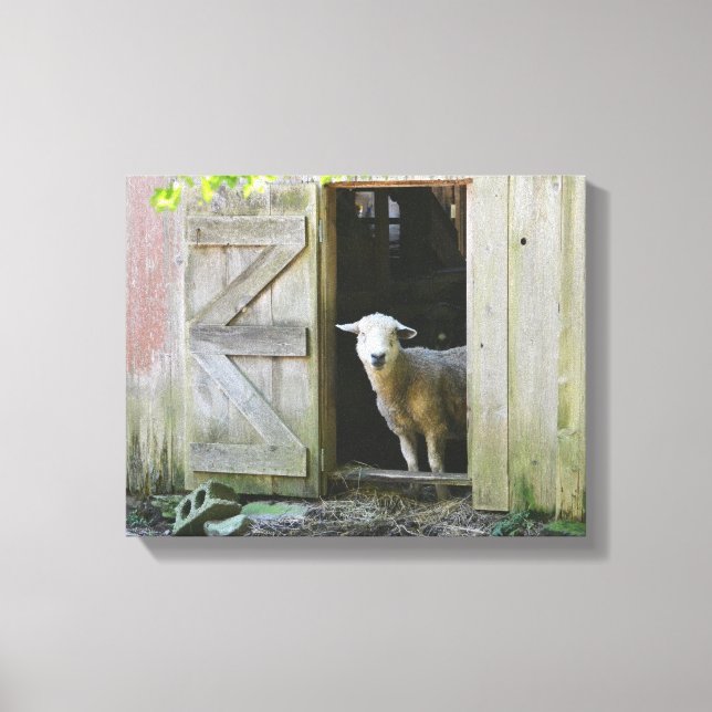 Country Sheep Canvas Print (Front)