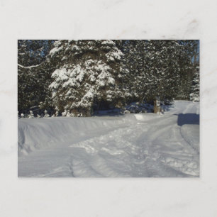 Country Snowy Driveway Postcard