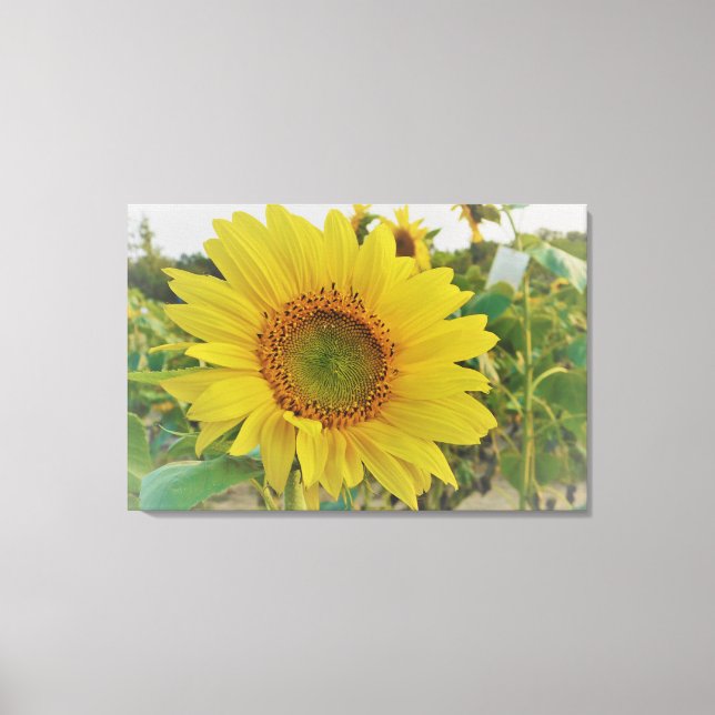 Country Sunflower Canvas Print (Front)