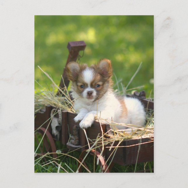 CountryBumpkin Postcard (Front)