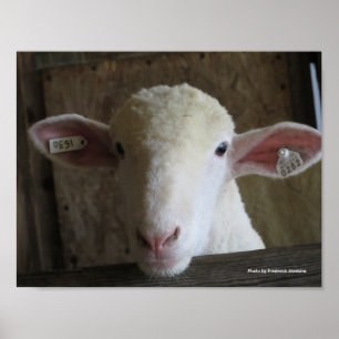 County Fair Sheep Poster