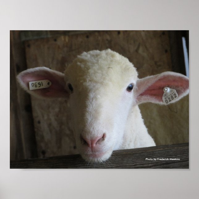 County Fair Sheep Poster (Front)