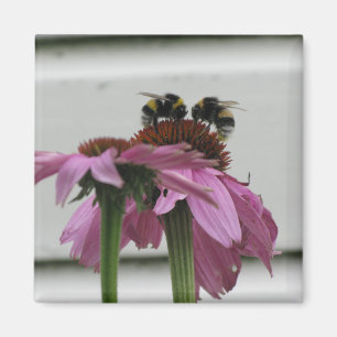 couple of bumblebees on coneflower magnet