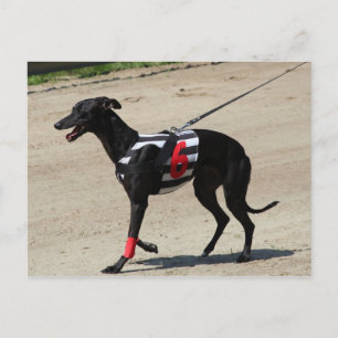 coursing postcard