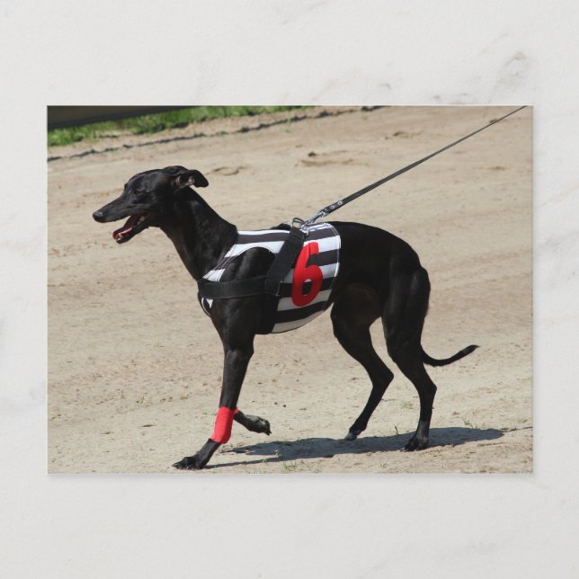 coursing postcard (Front)