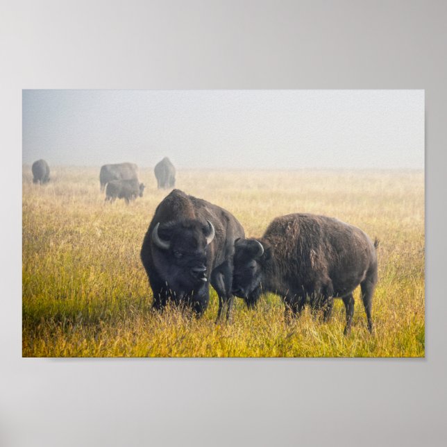 Courting Bison in Yellowstone Poster (Front)