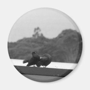 Courting Pigeons Magnet