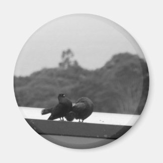 Courting Pigeons Magnet
