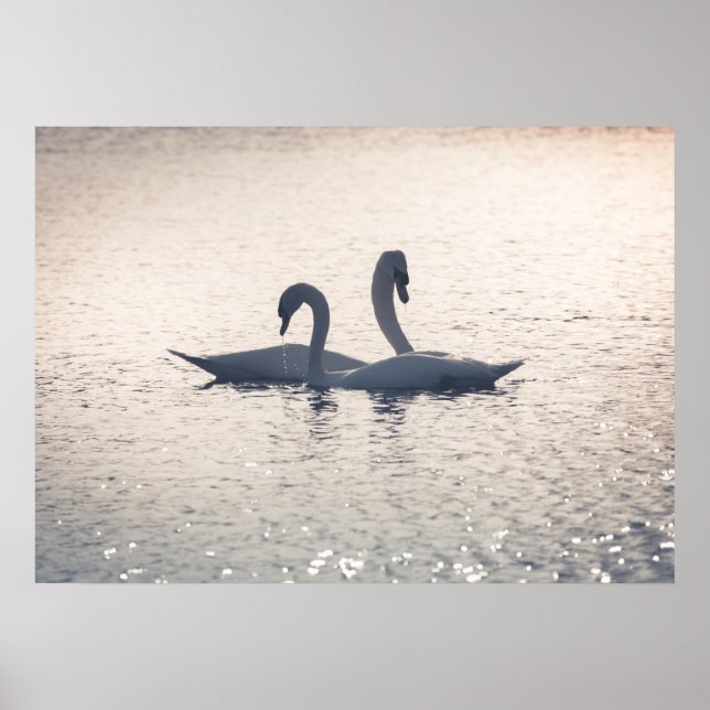 Courting Swans Poster (Front)