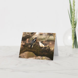 "Courtship" (Downy Woodpeckers) - Blank Note Card