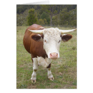 cow
