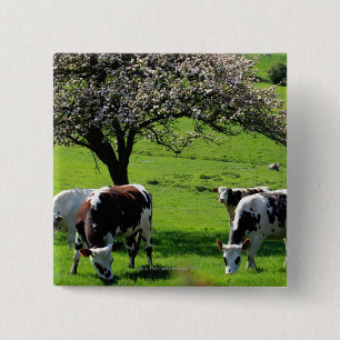 Cow among blooming apple trees in Normandy 15 Cm Square Badge