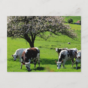 Cow among blooming apple trees in Normandy Postcard
