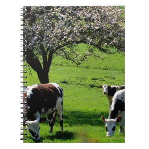 Cow among blooming apple trees in Normandy Spiral Notebook