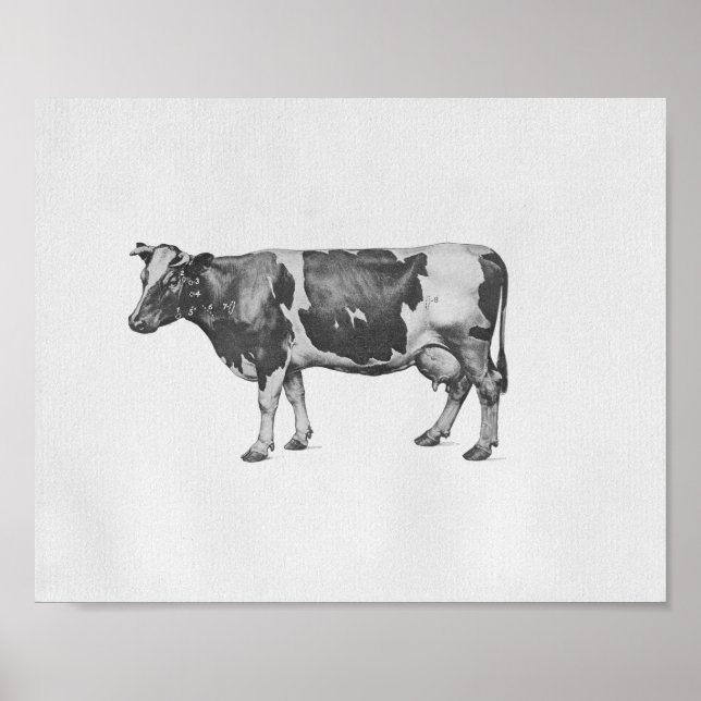 Cow Anatomy Vintage Print (Front)