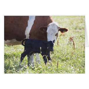 Cow and calf