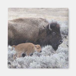 Cow and Calf Bison, Yellowstone 2 Magnet