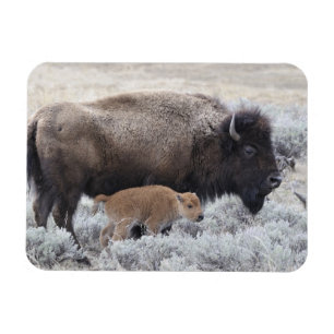 Cow and Calf Bison, Yellowstone 2 Magnet