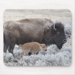 Cow and Calf Bison, Yellowstone 2 Mouse Pad