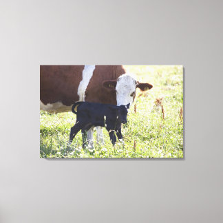 Cow and calf canvas print