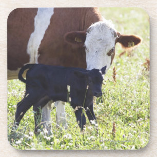 Cow and calf coaster