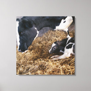 Cow and Calf in Hay Canvas Print