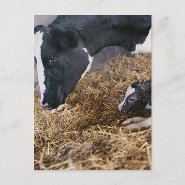 Cow and Calf in Hay Postcard (Front)