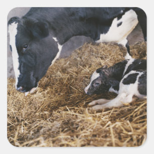 Cow and Calf in Hay Square Sticker