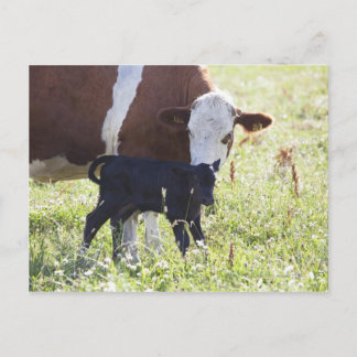 Cow and calf postcard