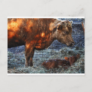 Cow and Calf - Postcard
